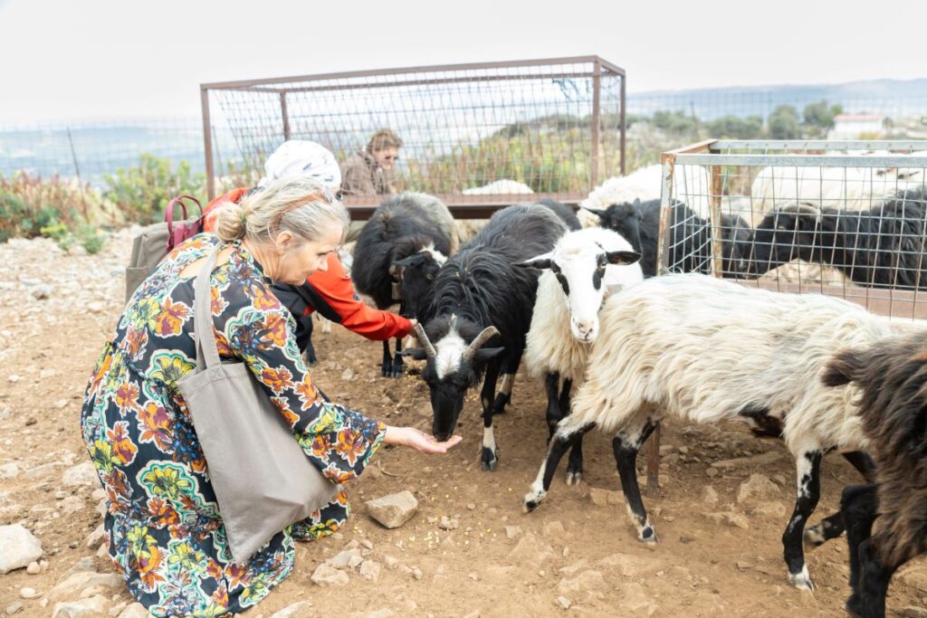People participating in an environmental initiative in Chania, feeding goats in an outdoor farm area with fencing and a scenic background.