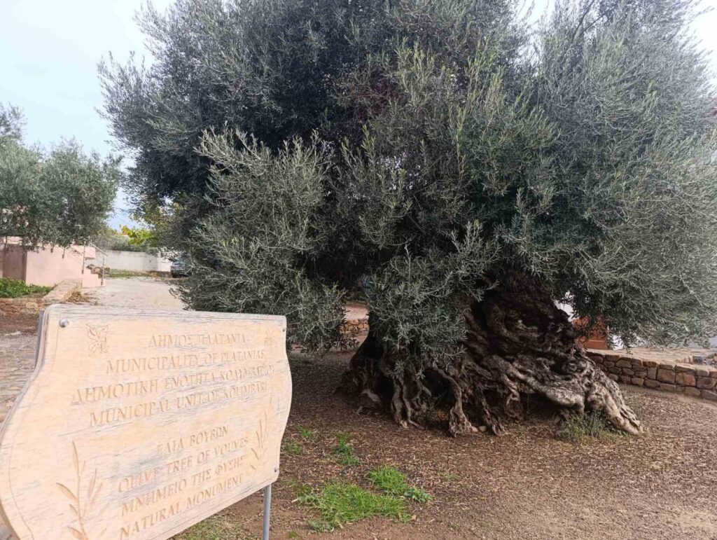 ancient olive tree, estimated to be over 3,000 years old.