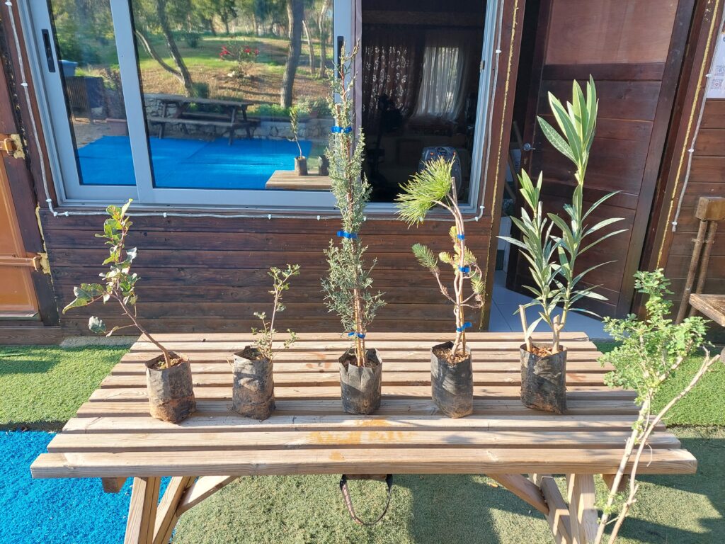 Five young tree saplings in small black grow bags arranged on a wooden table outdoors, in front of a building with large windows and a wooden facade.